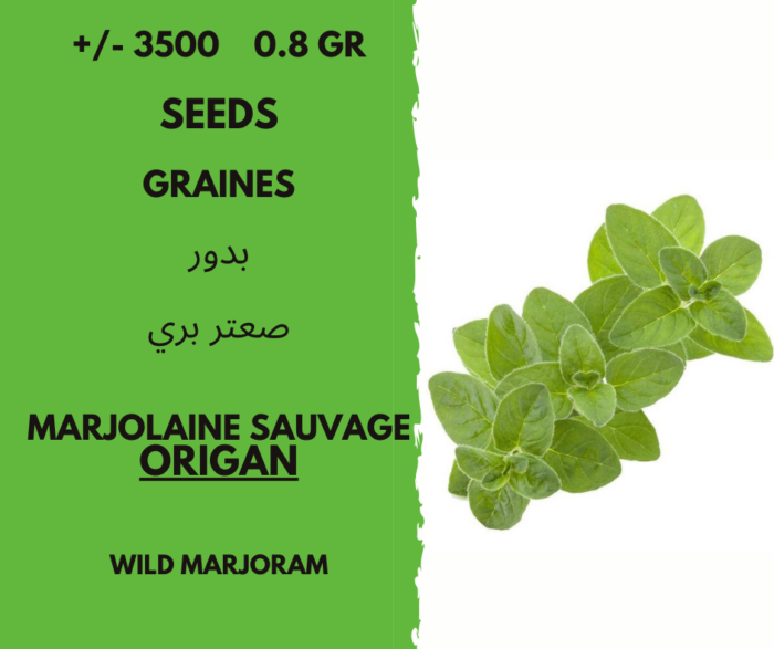 Graines d'origan Marjolaine sauvage