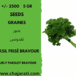 Graines de Persil