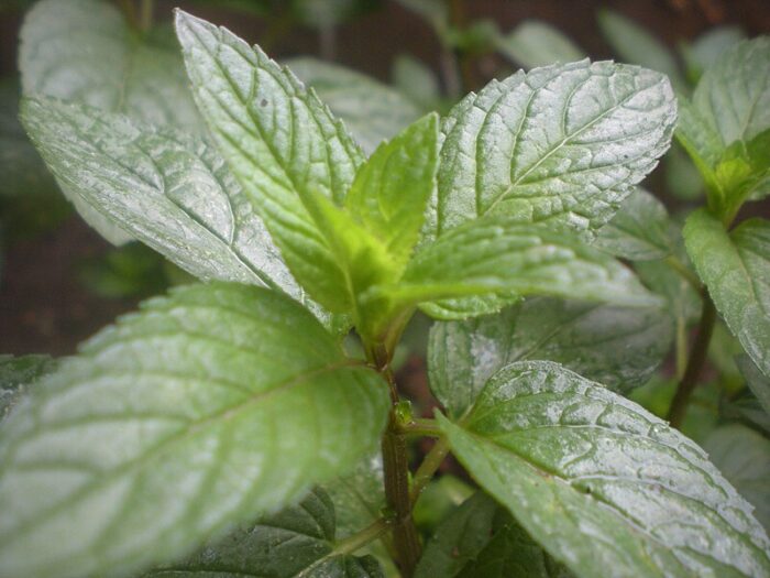 +/- 1500  De Graines menthe poivree - peppermint seeds – Image 4