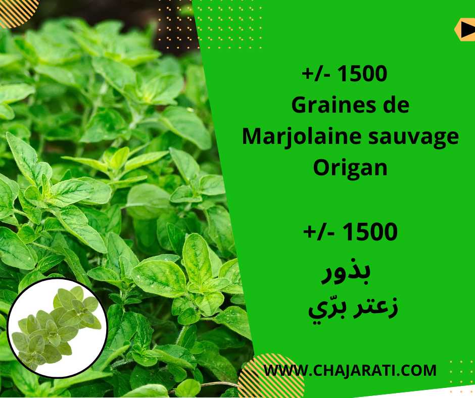 Graines d’origan Marjolaine sauvage