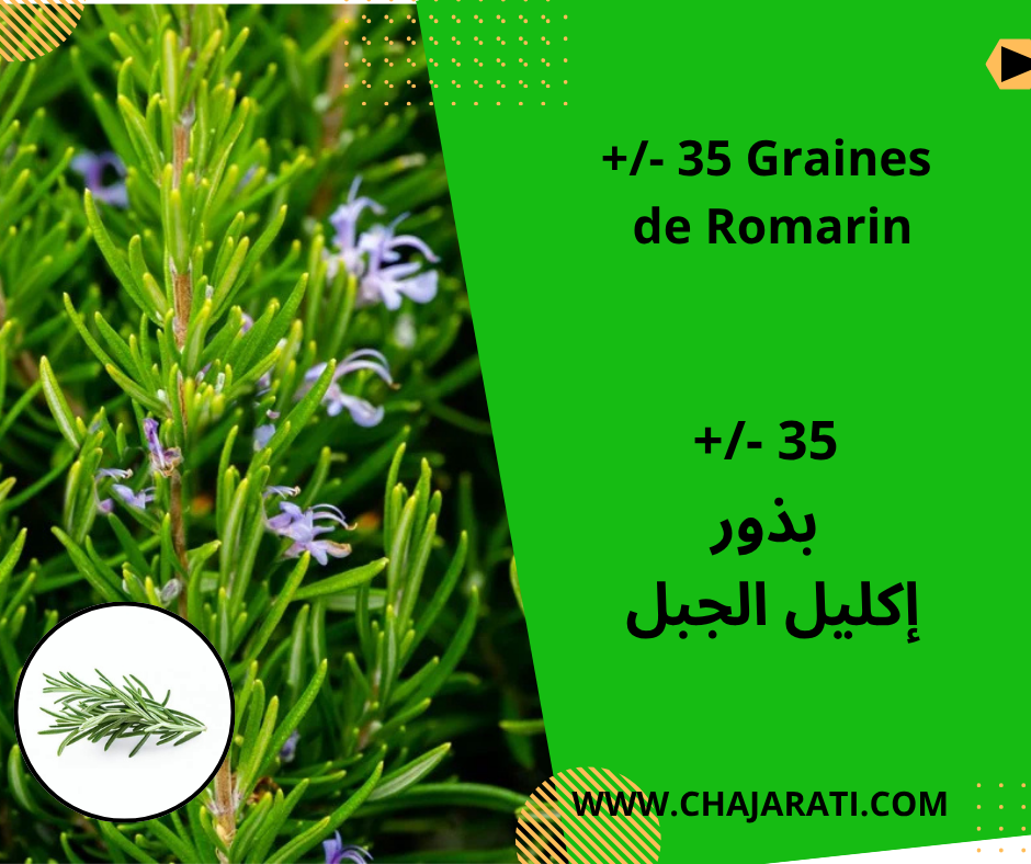 Graines de romarin – بذور إكليل الجبل
