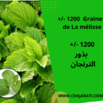 Graines de Melisse - seeds Melissa - بذور الترنجان