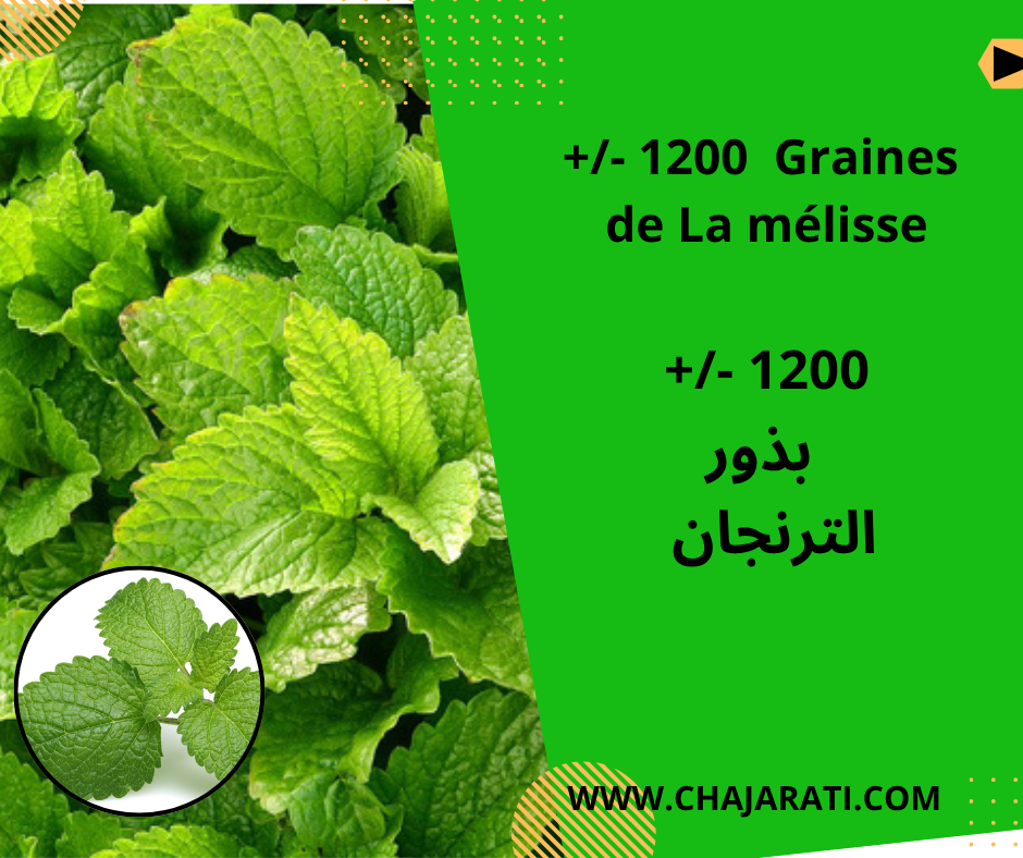 Graines de Melisse