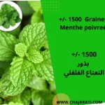 Graines de Menthe Poivrée - بذور النعناع الفلفلي