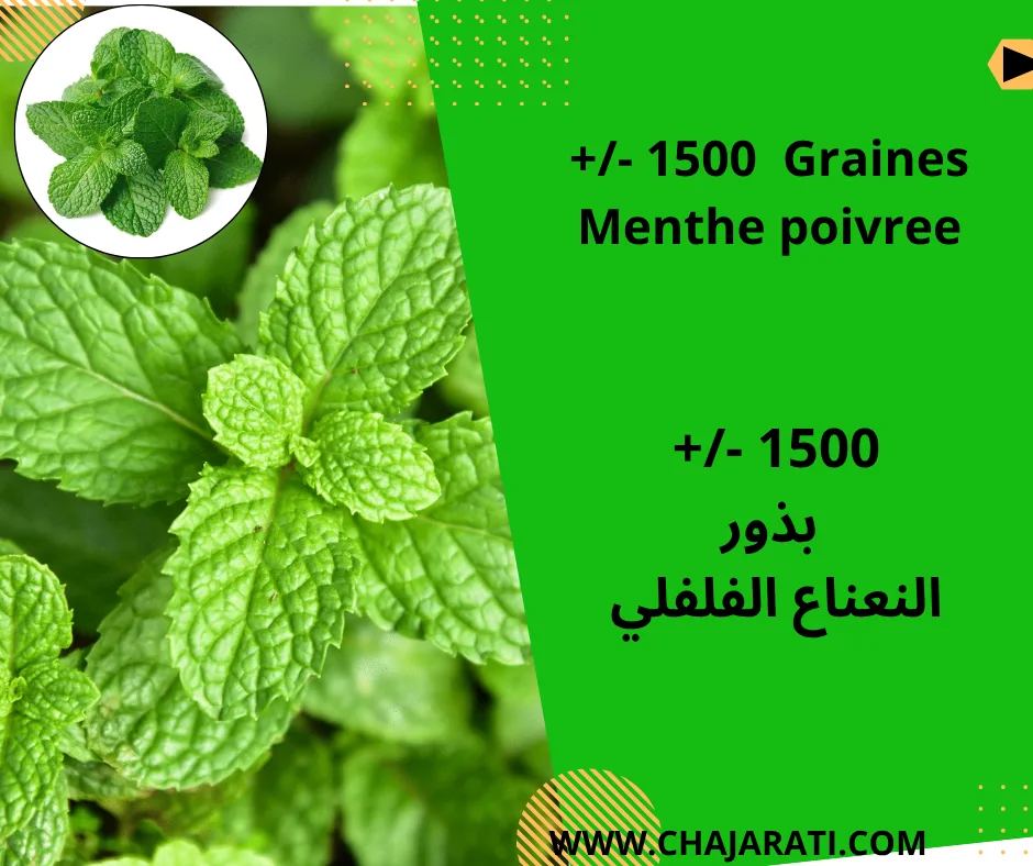 Graines de Menthe Poivrée – بذور النعناع الفلفلي