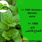 Graines de menthe verte - بذور النعناع الأخضر