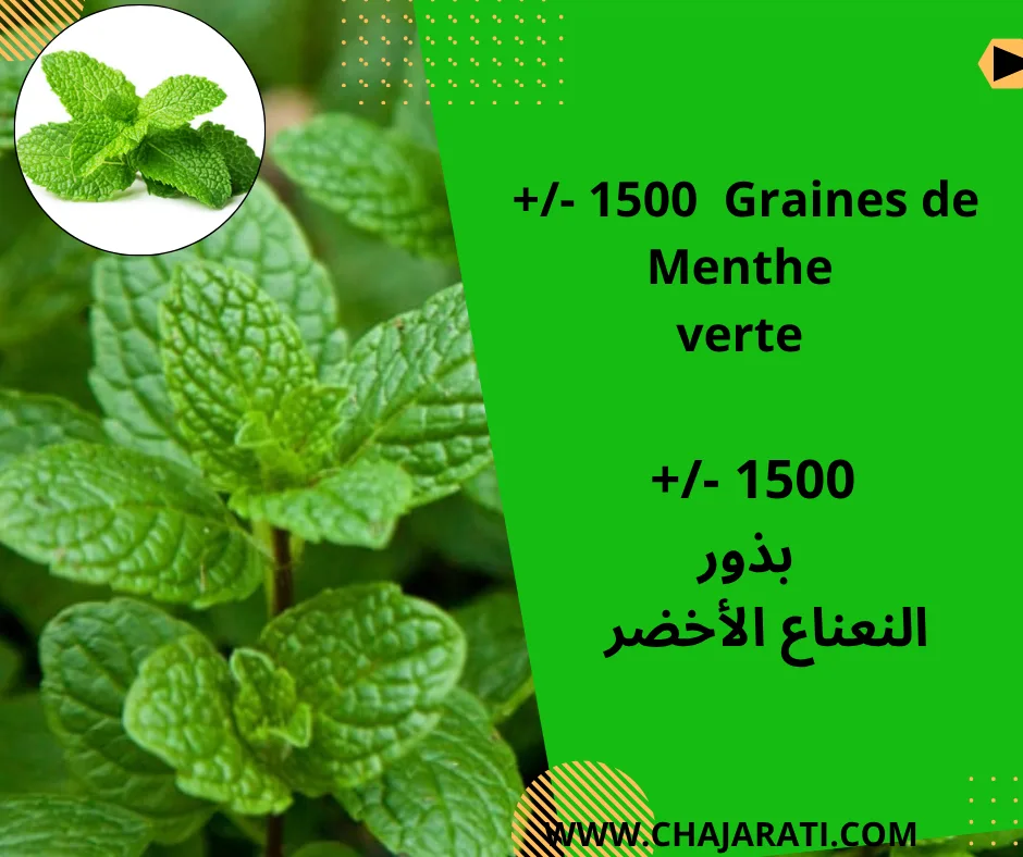Graines de menthe verte