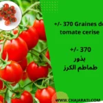 graines de tomate cerise - بذور طماطم الكرز