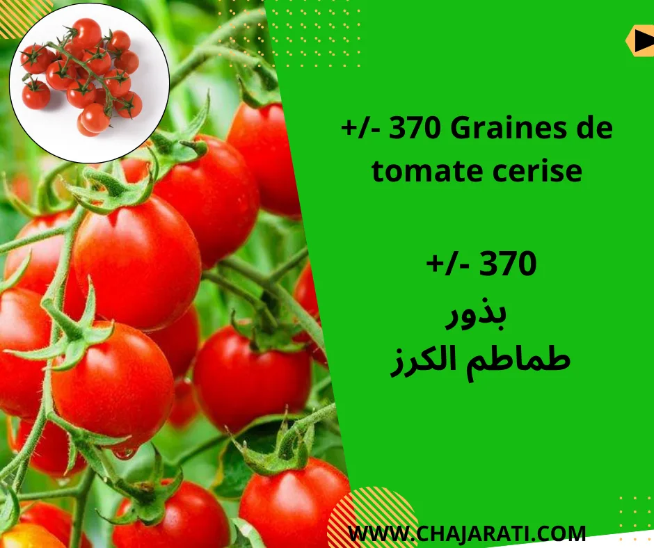 graines de  tomate cerise –  بذور طماطم الكرز
