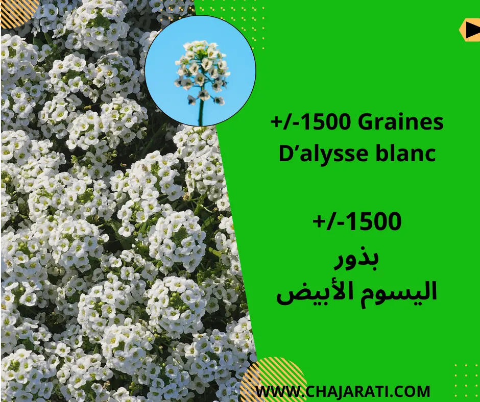 graines D&rsquo;alysse blanc – بذور أليسوم الأبيض