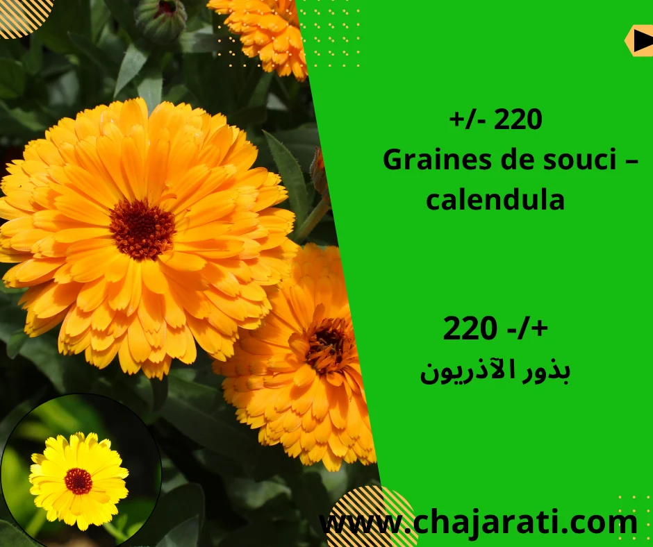 Graines de Souci  (Calendula officinalis – Souci officinal) – بذور الآذريون
