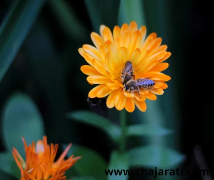 Graines de Souci (Calendula officinalis – Souci officinal) - بذور الآذريون