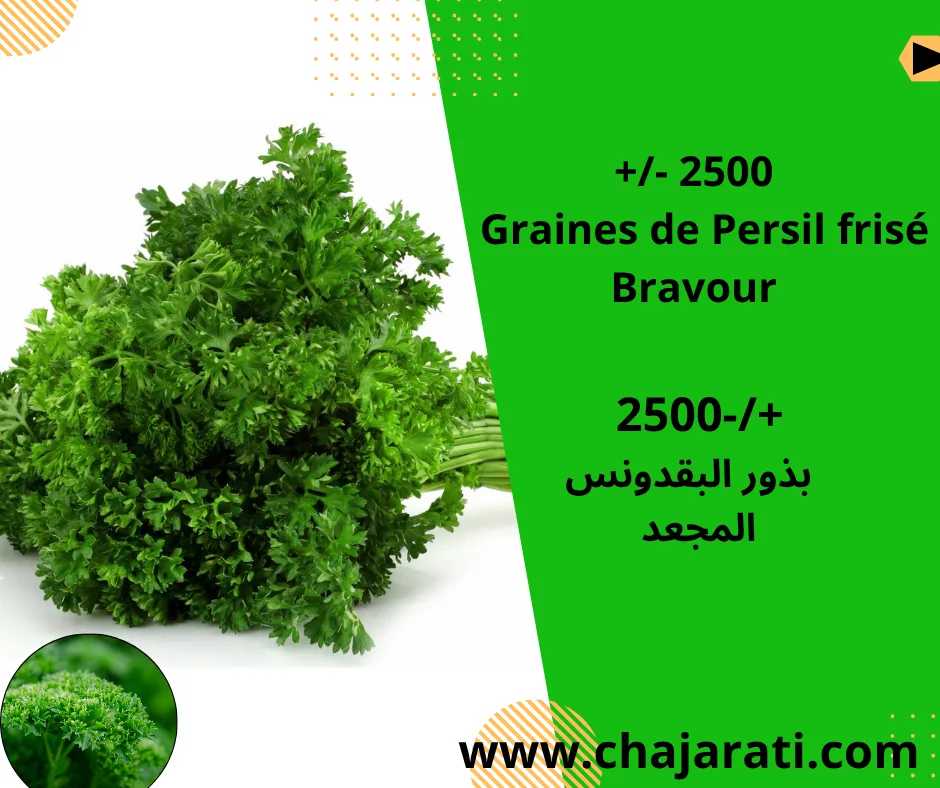 +/- 2500 Graines de Persil frisé Bravour