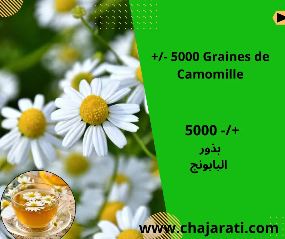 Graines de Camomille –  بذور  البابونج