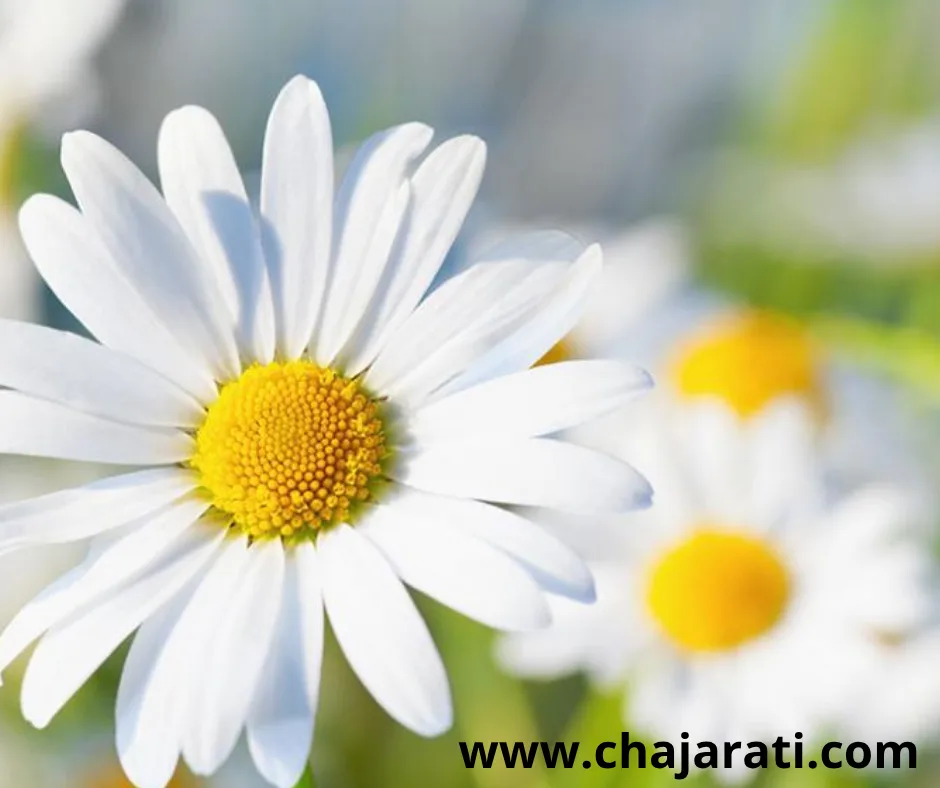 Graines de Camomille –  بذور  البابونج