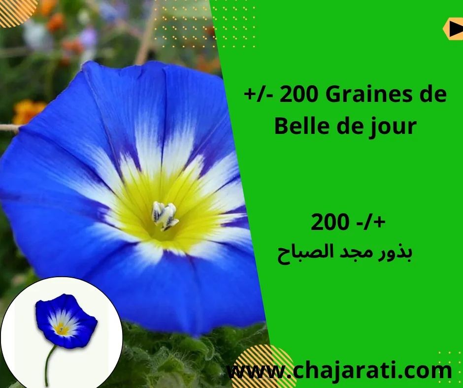 Graines de Belle de jour