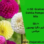 +/- 50 Gaines Dahlia Pompon Mix - بذور داليا بومبون ميكس