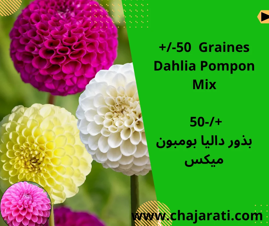 +/- 50  Gaines Dahlia Pompon Mix – بذور داليا بومبون ميكس