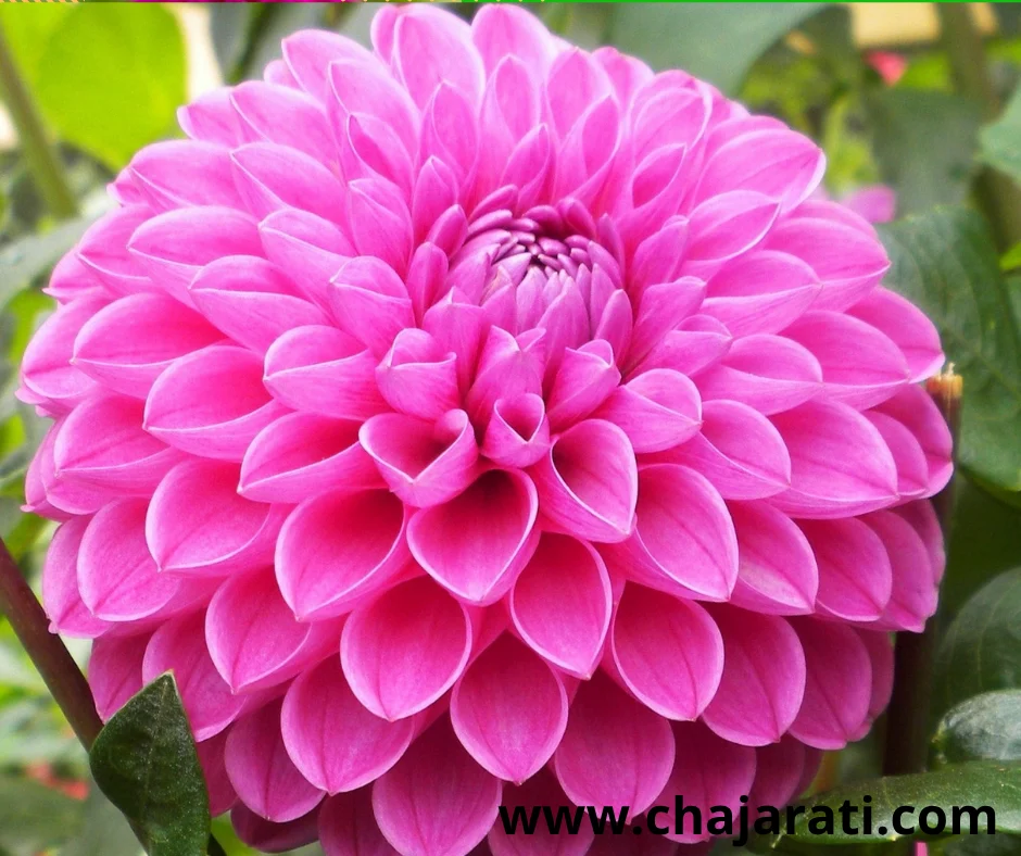 +/- 50  Gaines Dahlia Pompon Mix – بذور داليا بومبون ميكس