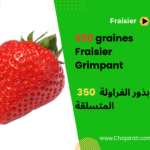 بذور الفراولة المتسلقة Graines de Fraisier Grimpant