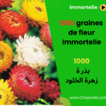 graines de fleur immortelle بذور زهرة الخلود