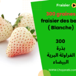 graine fraisier des bois ( Blanche) - White Soul, بذور الفراولة البرية