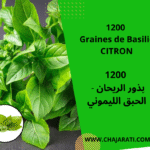 Graines de BASILIC CITRON - seeds Lemon basil -بذور الريحان الليموني