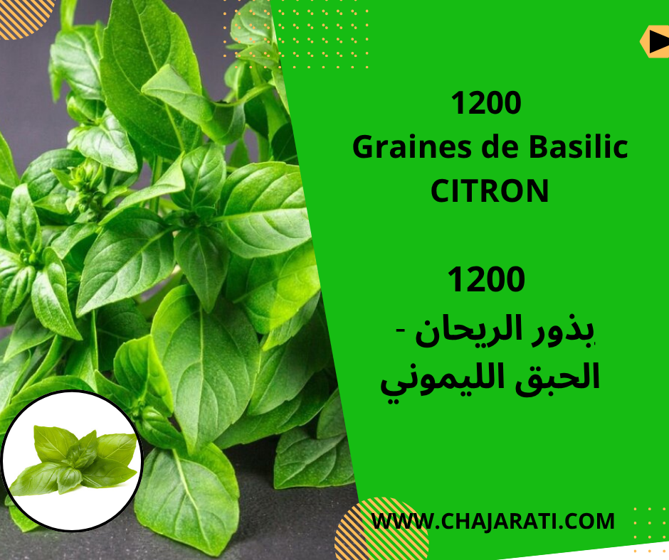 Graines de BASILIC CITRON
