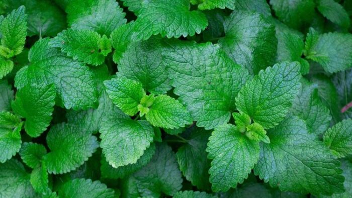 +/- 1500 graines de menthe verte graines. - spearmint seeds – Image 2