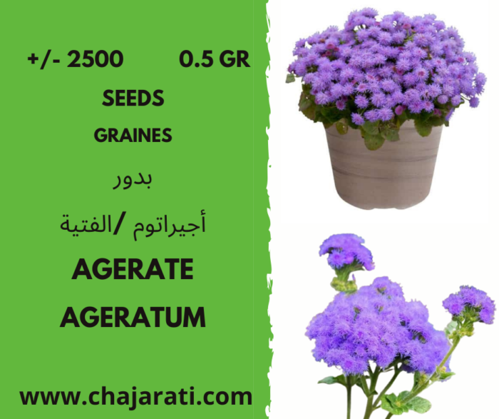 graines agerate -Ageratum seeds