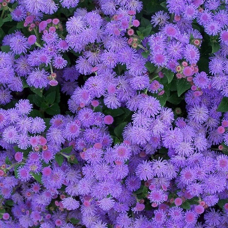 graines agerate -Ageratum seeds