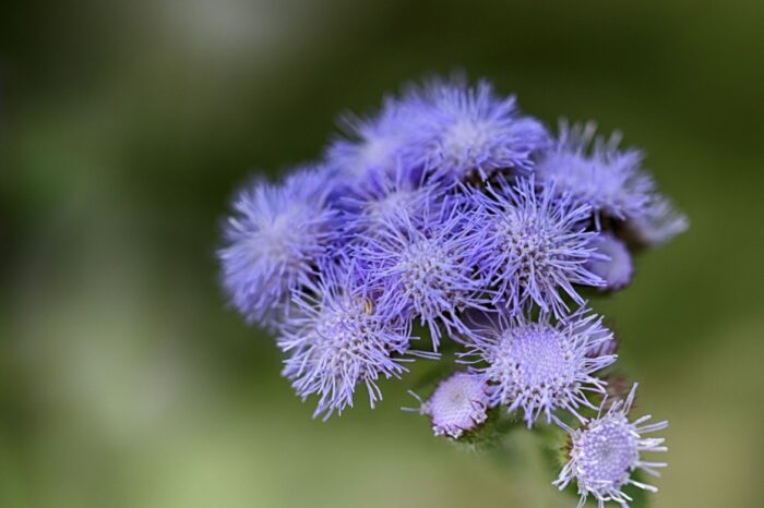 graines agerate -Ageratum seeds