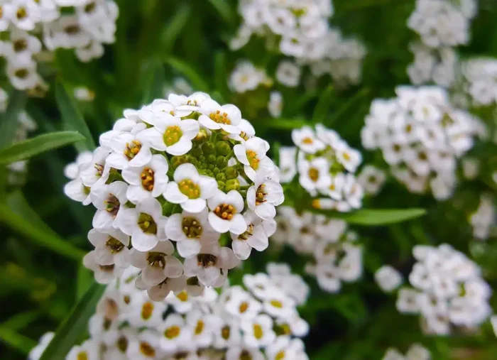 graines alysse blanc
