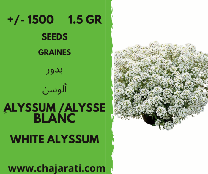 graines alysse blanc Algerie
