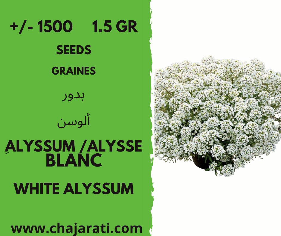 alyssum alysse blanc cjhajarati