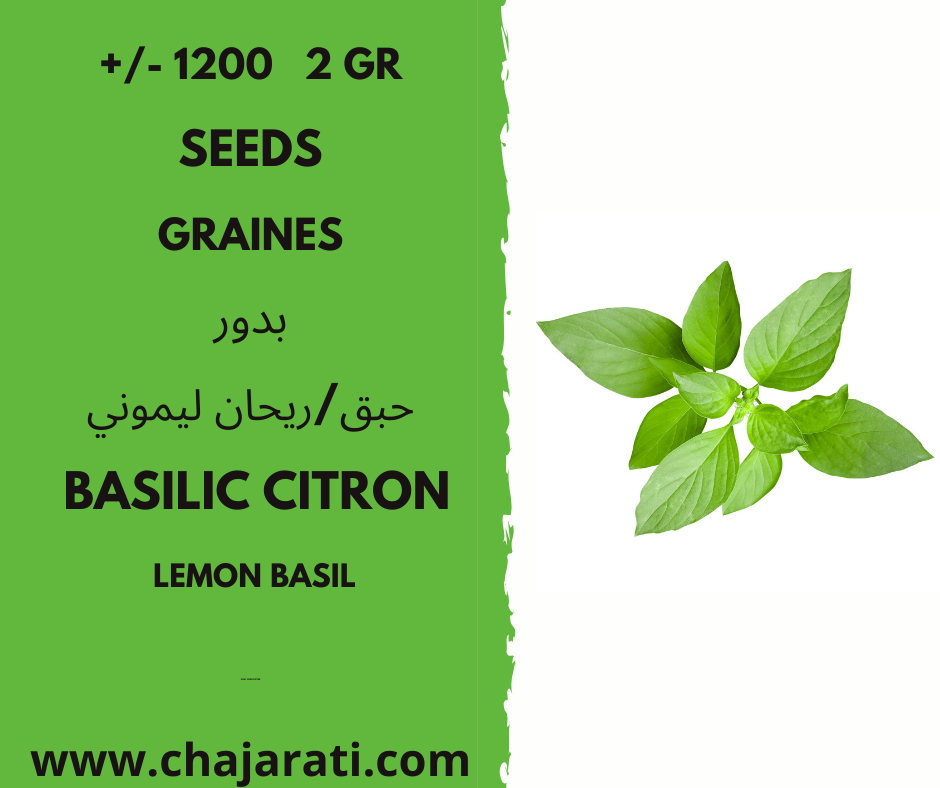 basilic citro chajarati