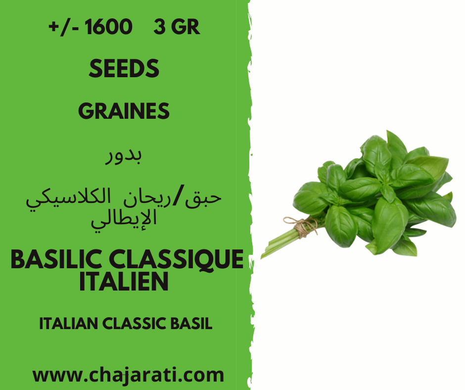 basilic classique italien chajarati