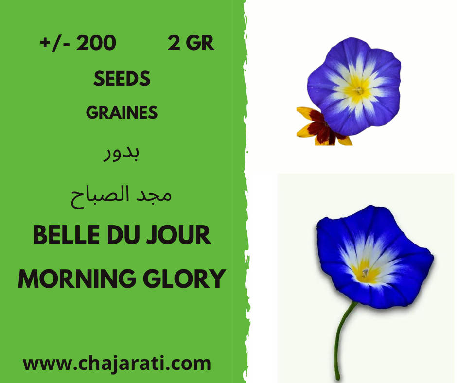 belle du jour graines chajarati