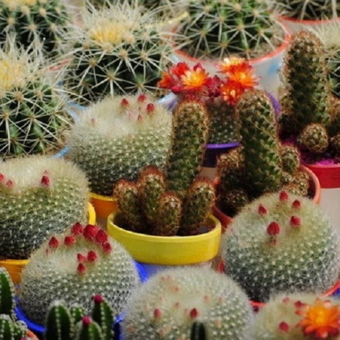 graines de cactus mixte Algerie