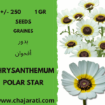 Chrysanthème Chrysanthemum polar star