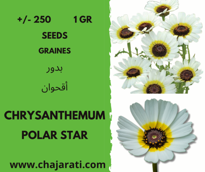 Chrysanthème Chrysanthemum polar star