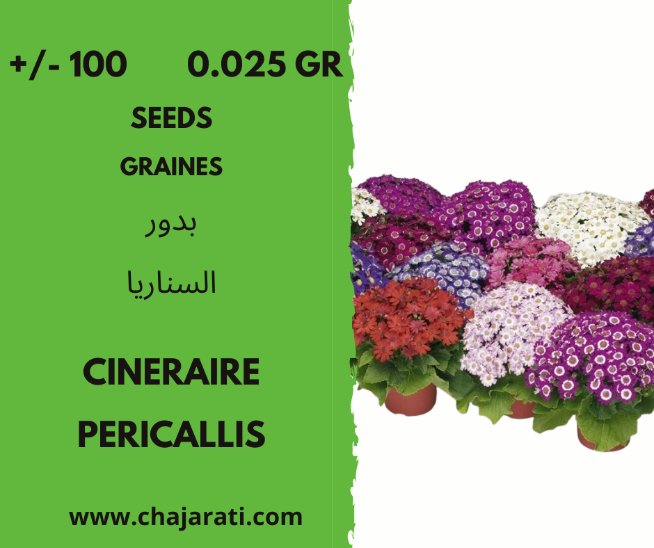 cineraire chajarati graines