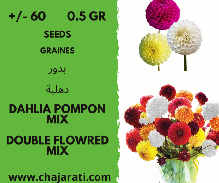 graines dahlia Pompon Mix aLGERIE