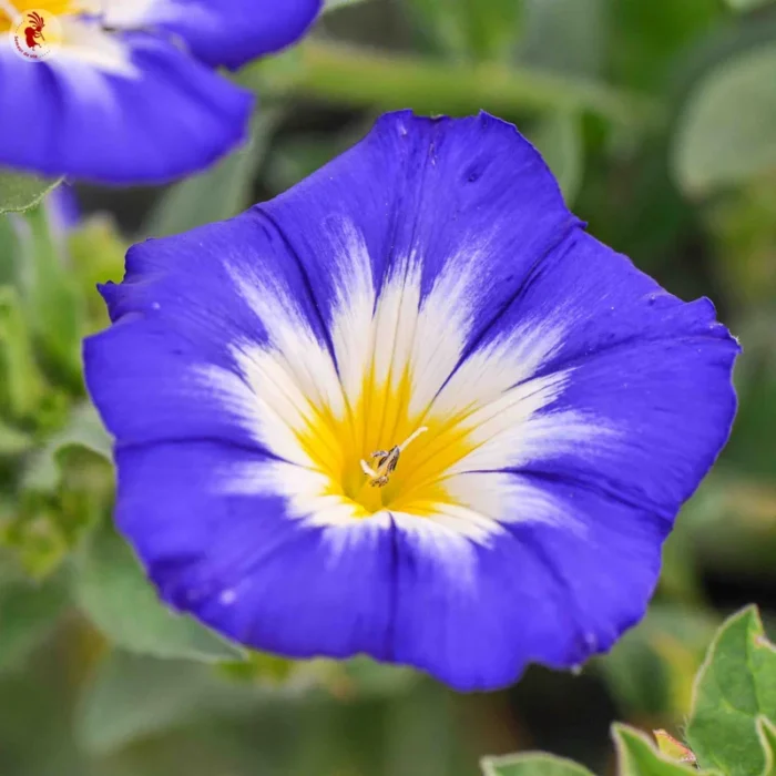 graines belle du jour - Morning glory seeds