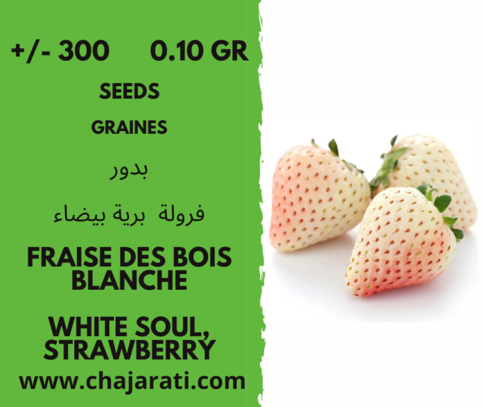 graine fraisier des bois ( Blanche) - White Soul,