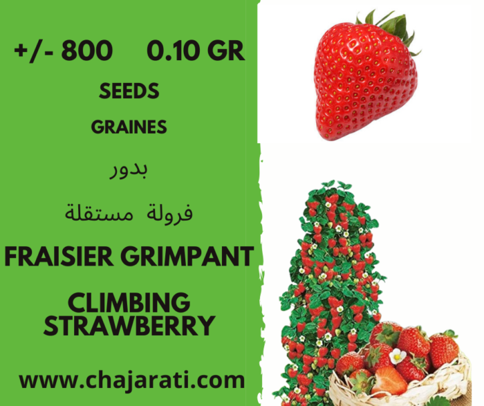 graines Fraisier Grimpant Algerie