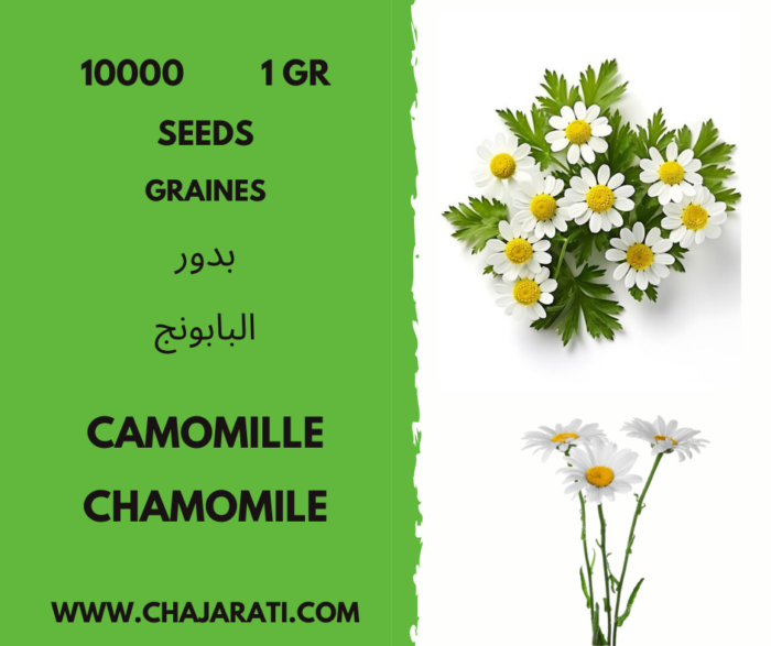 10000 graines de camomille - chamomile seeds