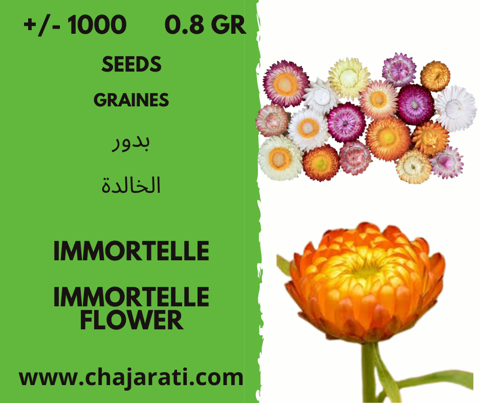 immortelle fleur chajarati graines