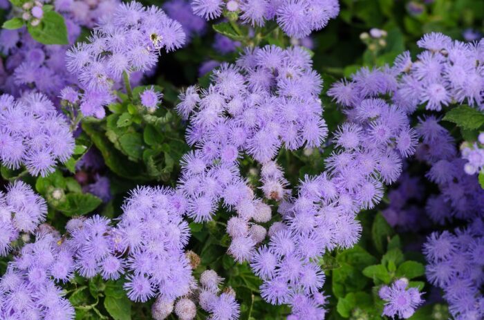 graines agerate -Ageratum seeds