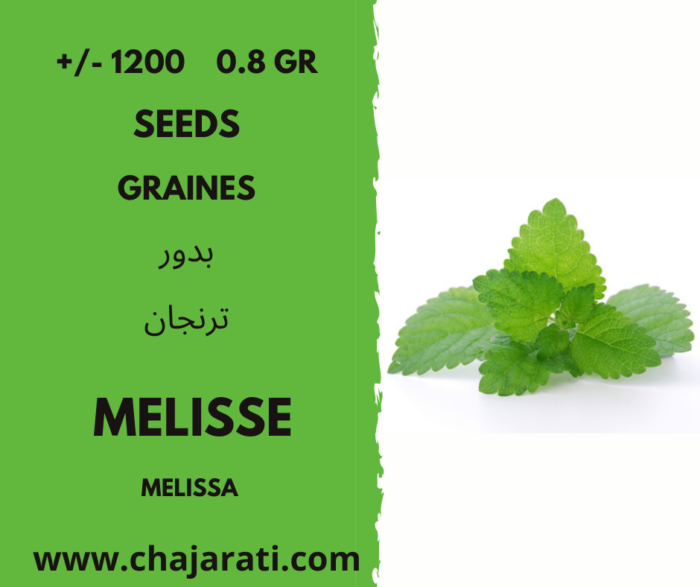 graines de Melisse -